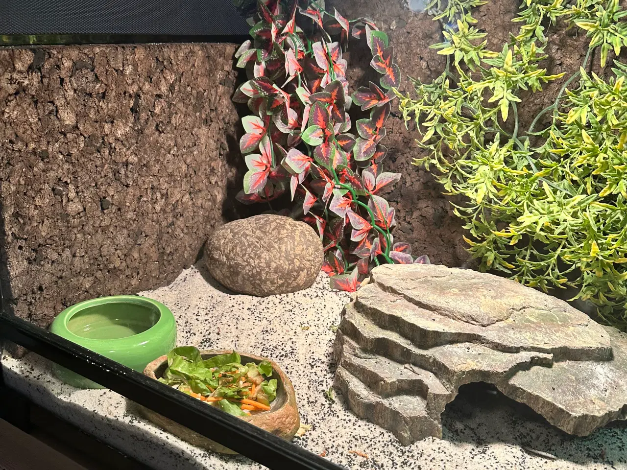 Billede 2 - Skægagame med terrarie