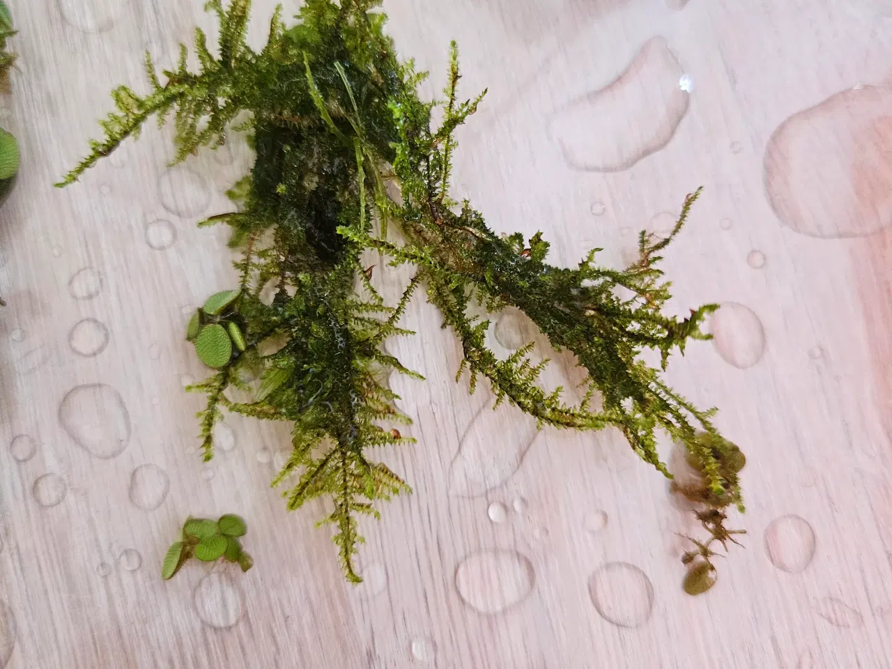 Billede 6 - Akvarie planter