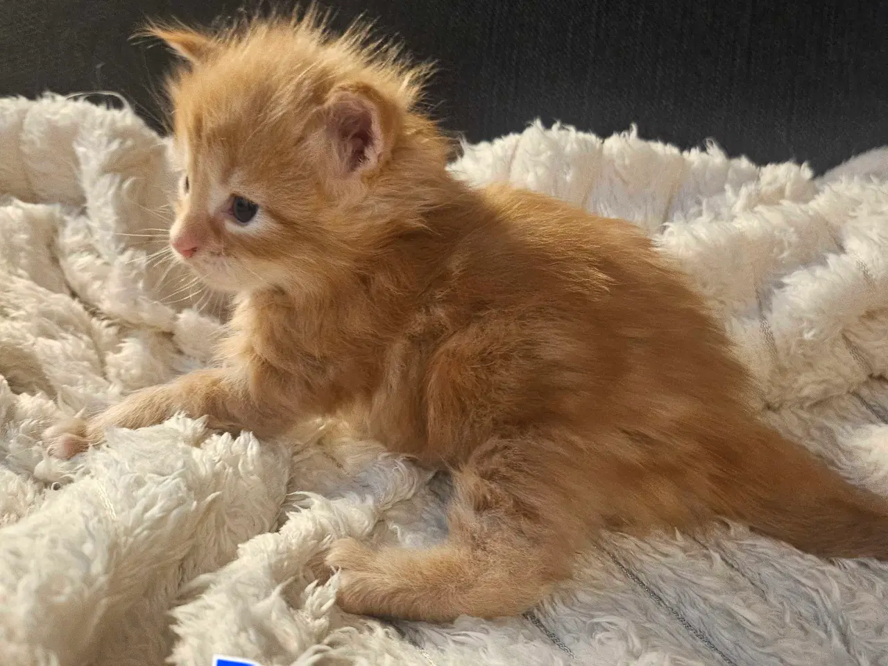 Billede 2 - Maine coon killinger 