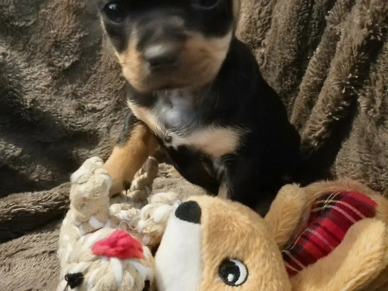 Billede 3 - Skønne 8 ugers små gadekryds