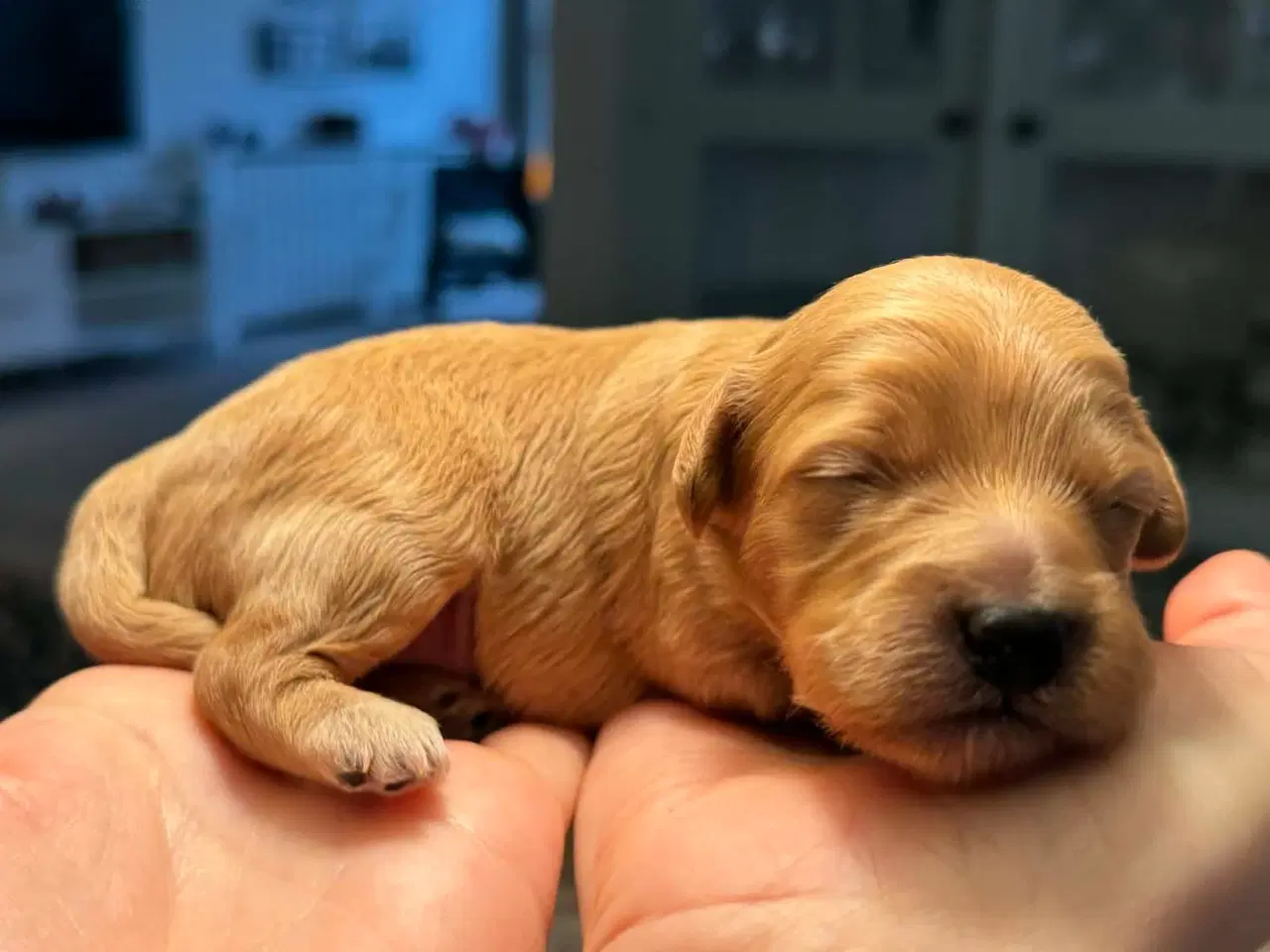 Billede 2 - Cava/cockerpoo hvalpe søger kærlige hjem