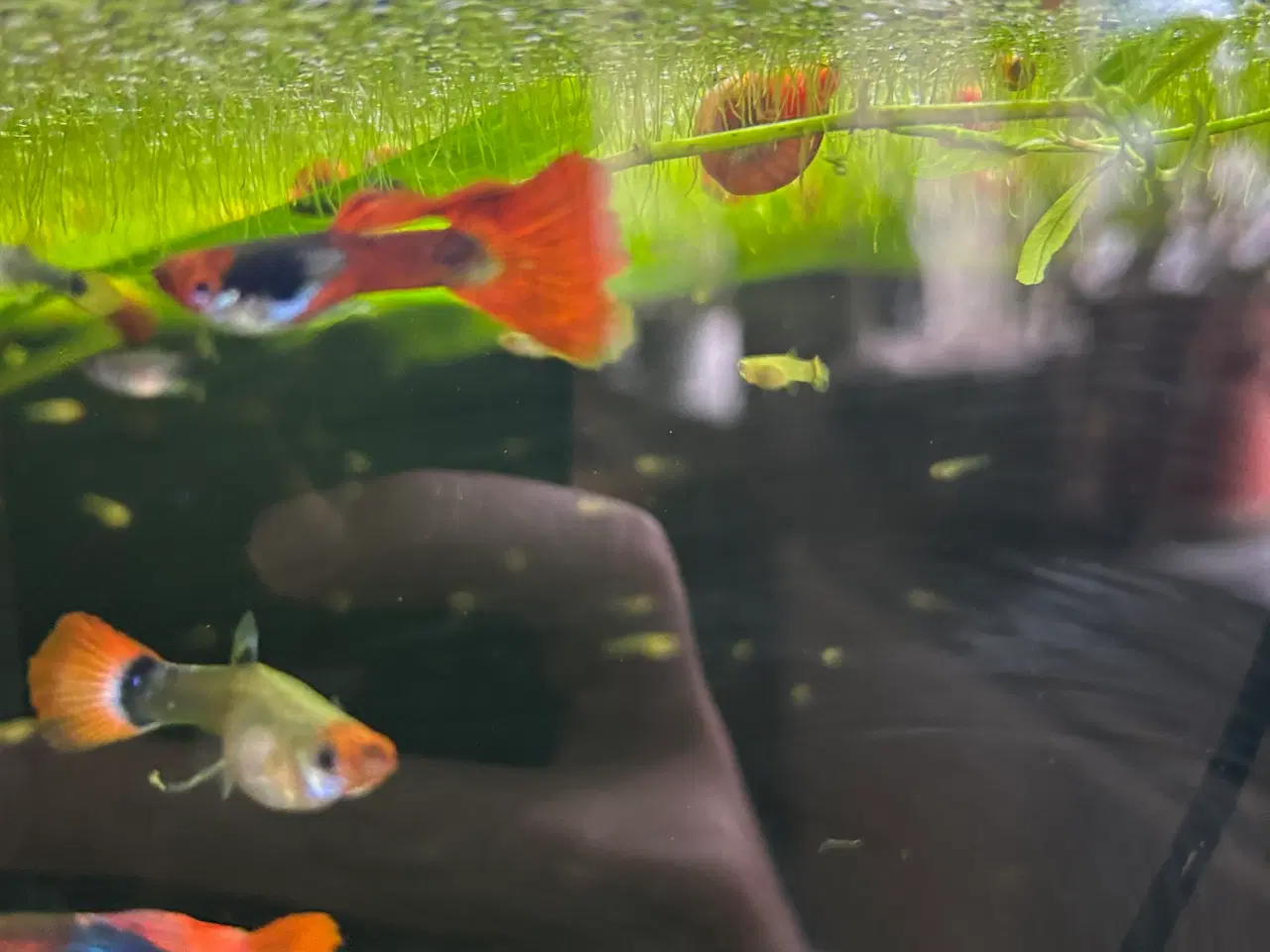 Billede 8 - ❤️🐟 Rednose Dumbo Guppy – Smuk Kontrast (unger)