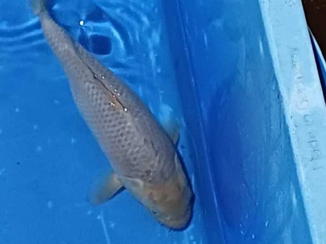 Billede 3 - Koi Chagoi 30 cm