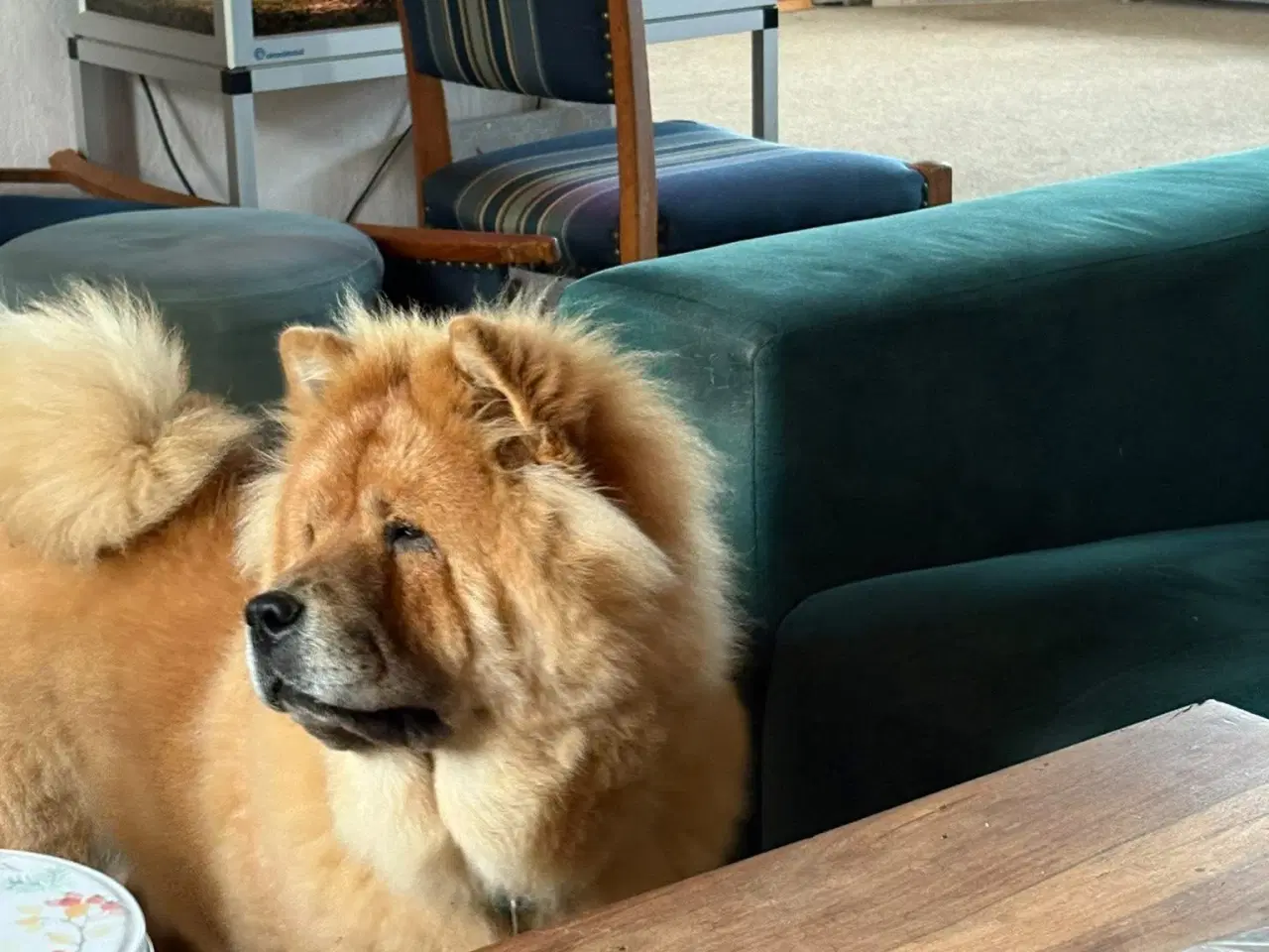 Billede 3 - Chow Chow tæve