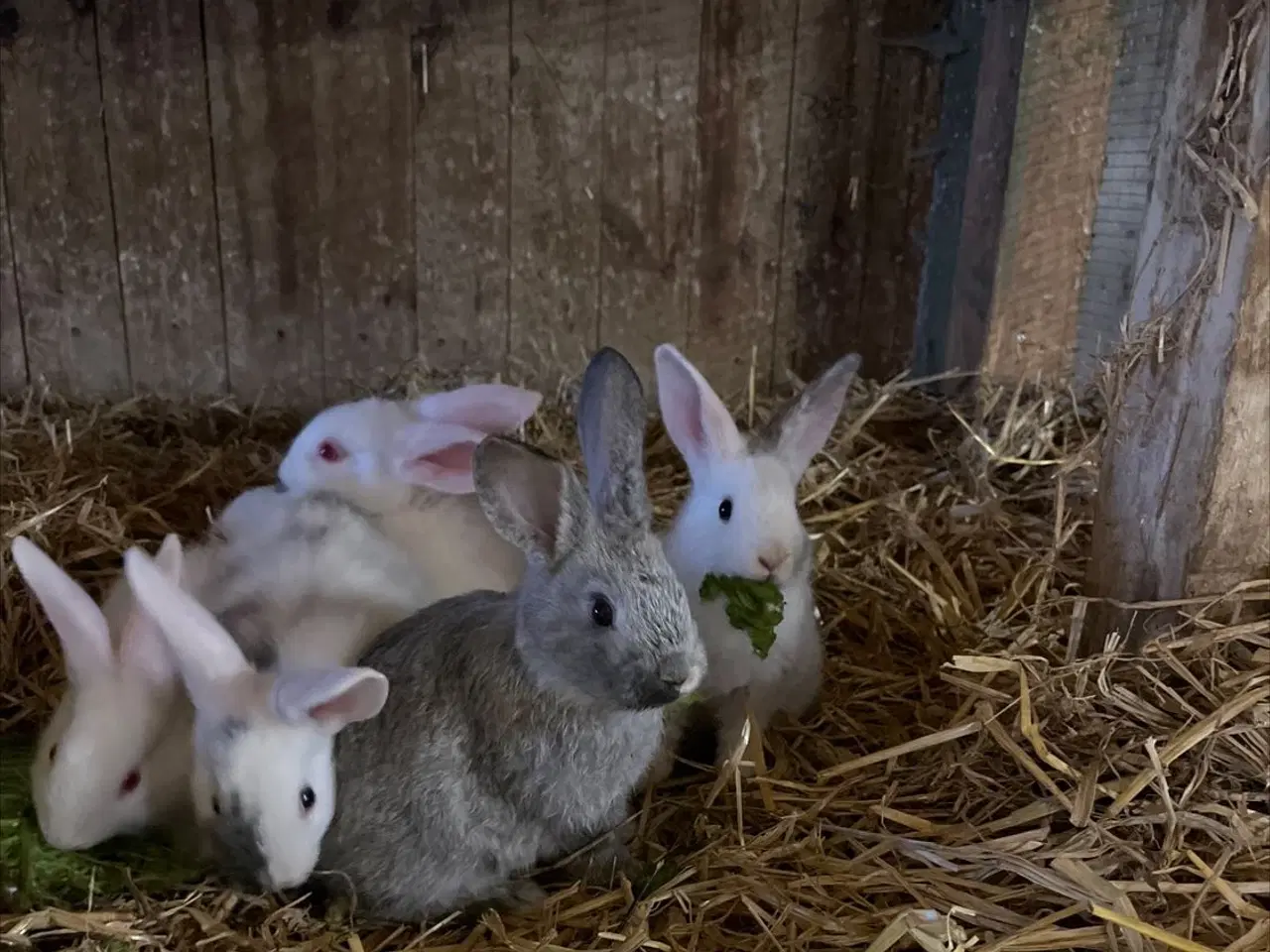 Billede 5 - Dværg kanin unger