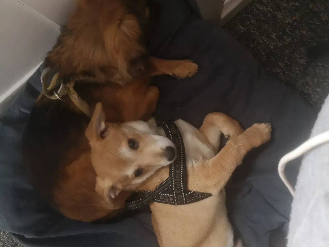 Billede 7 - Patrocle i pleje i DK