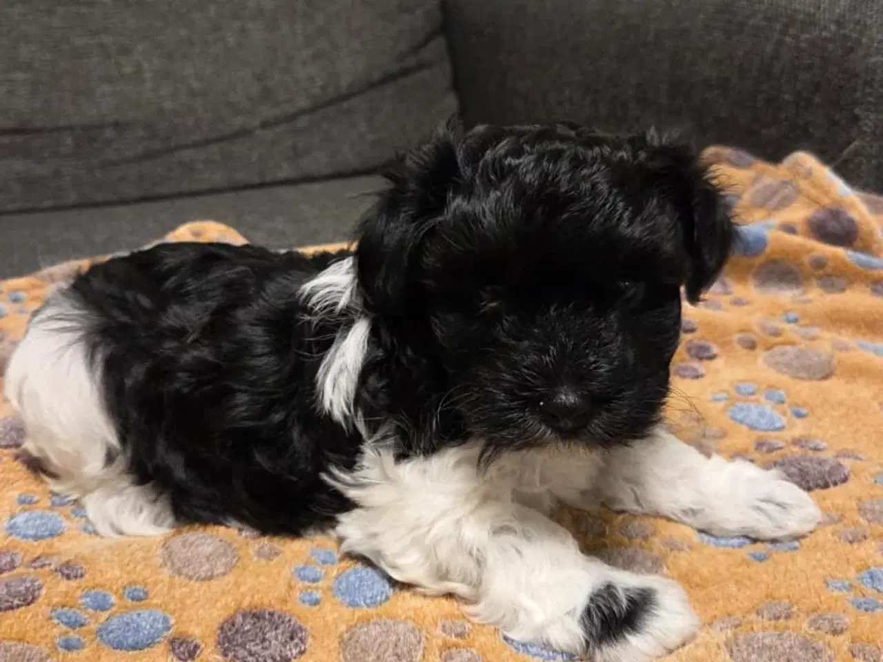 Billede 13 - Søde Maltipoo hvalpe søger nye hjem