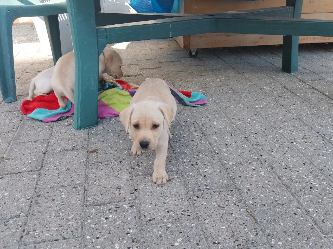 Billede 5 - Gule labrador hvalpe.