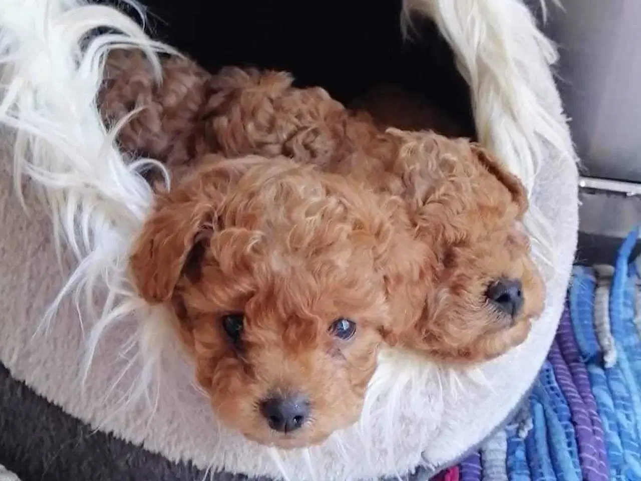 Billede 1 - Fawn krøltoppe puddelhvalpe 