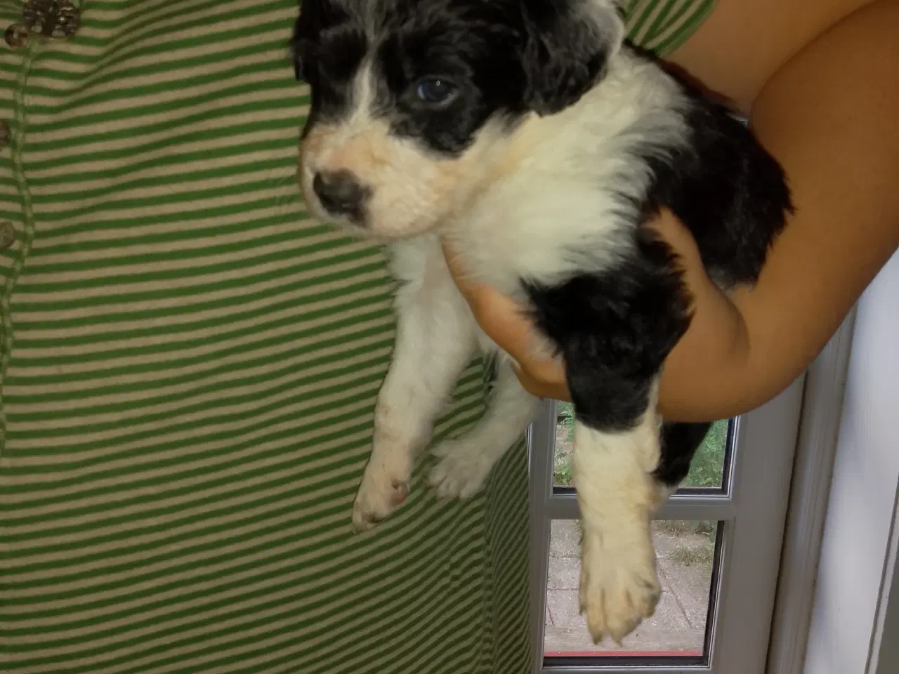 Billede 6 - Aussie doodle hvalpe 