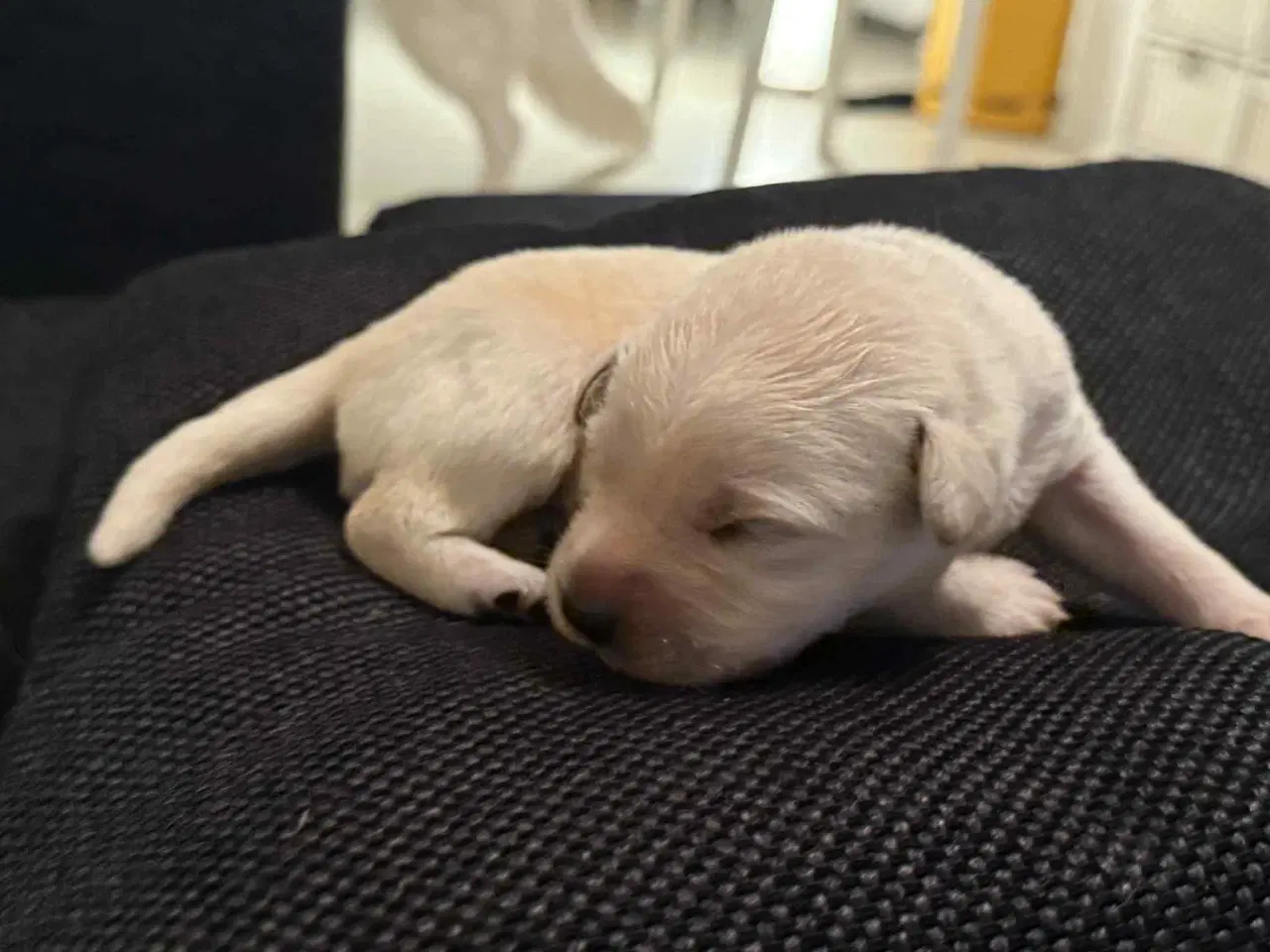 Billede 6 - Ønsker du en hund i julegave