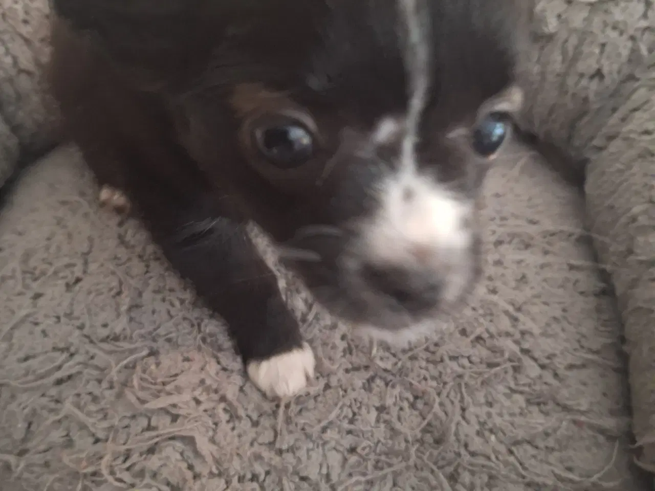 Billede 1 - papilion /chihuahua