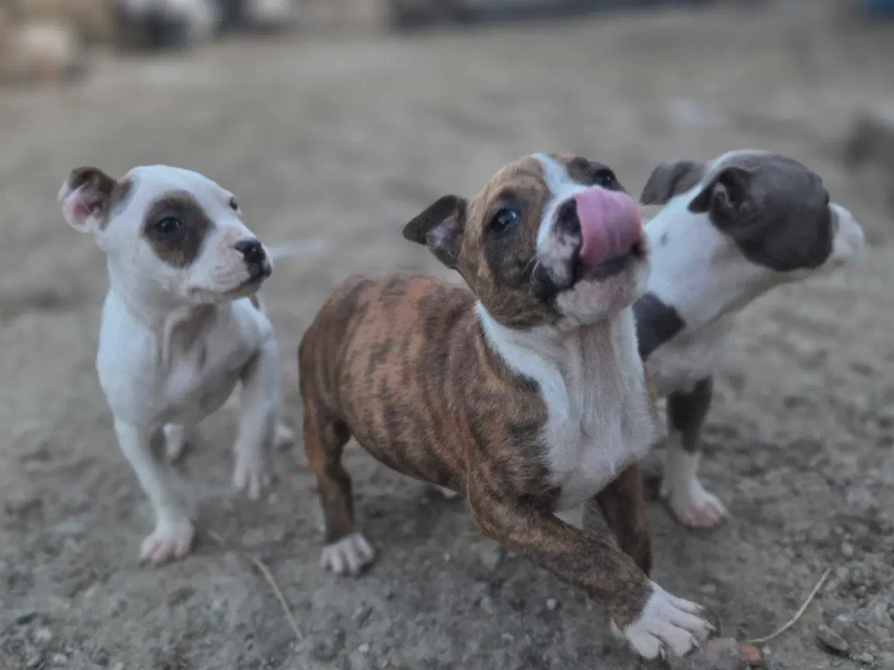 Billede 1 - American Bully XL hvalpe