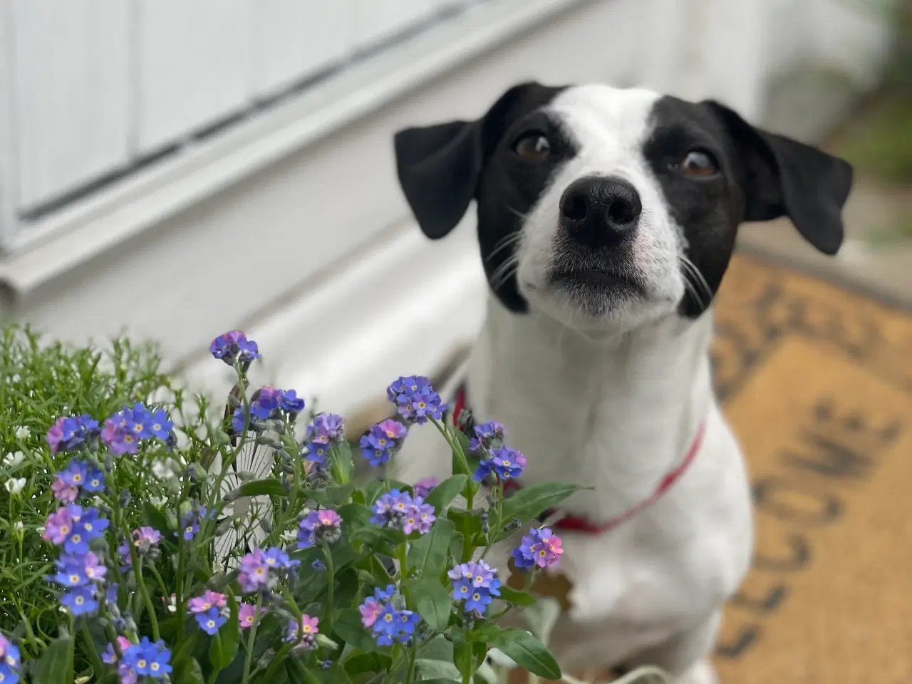 Billede 3 - Jack russel terrier korthåret hunhund