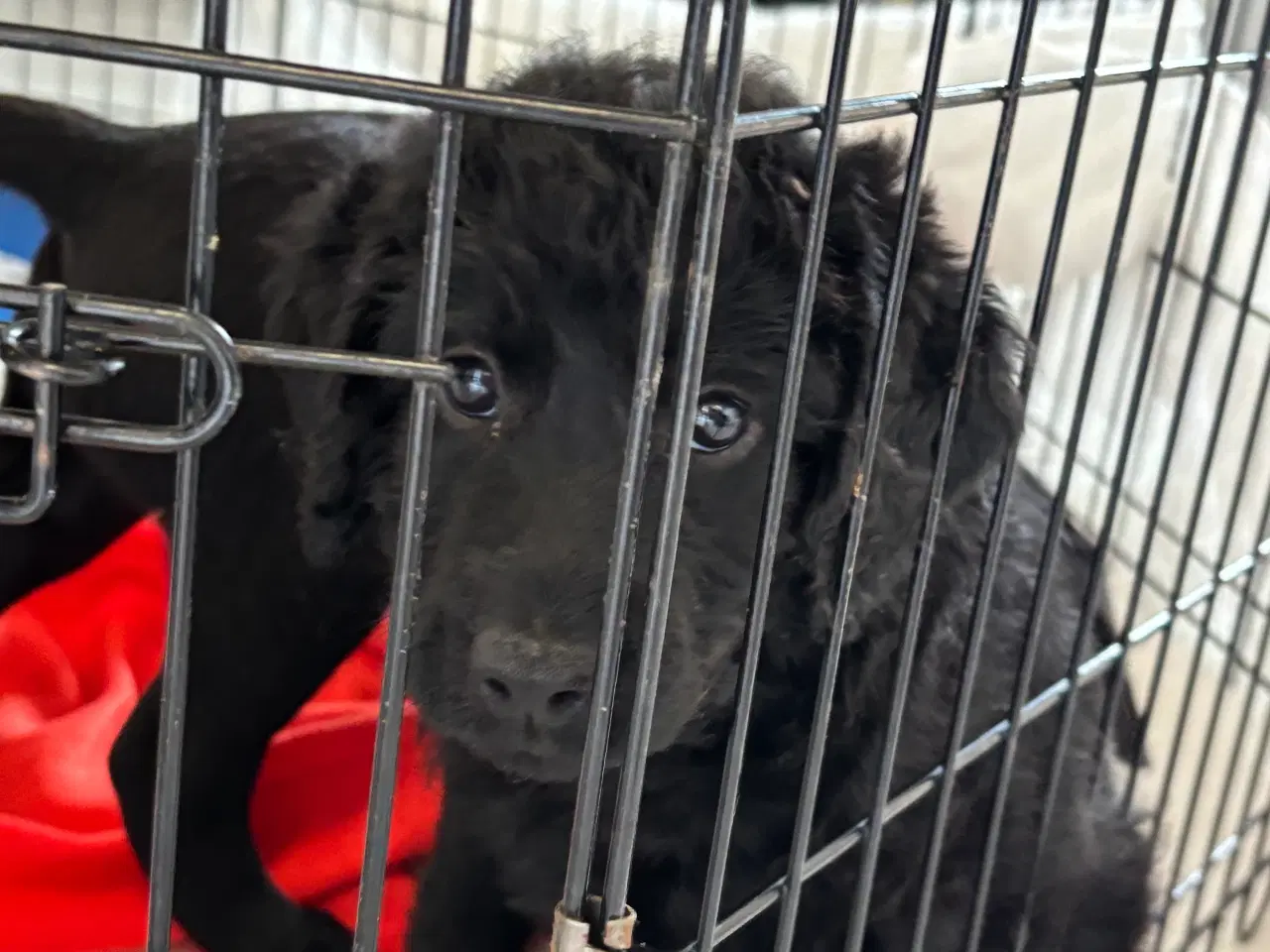 Billede 4 - Labrador Retriever blanding