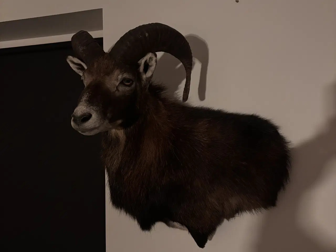 Billede 3 - SMUK MUFLON VÆDDER 