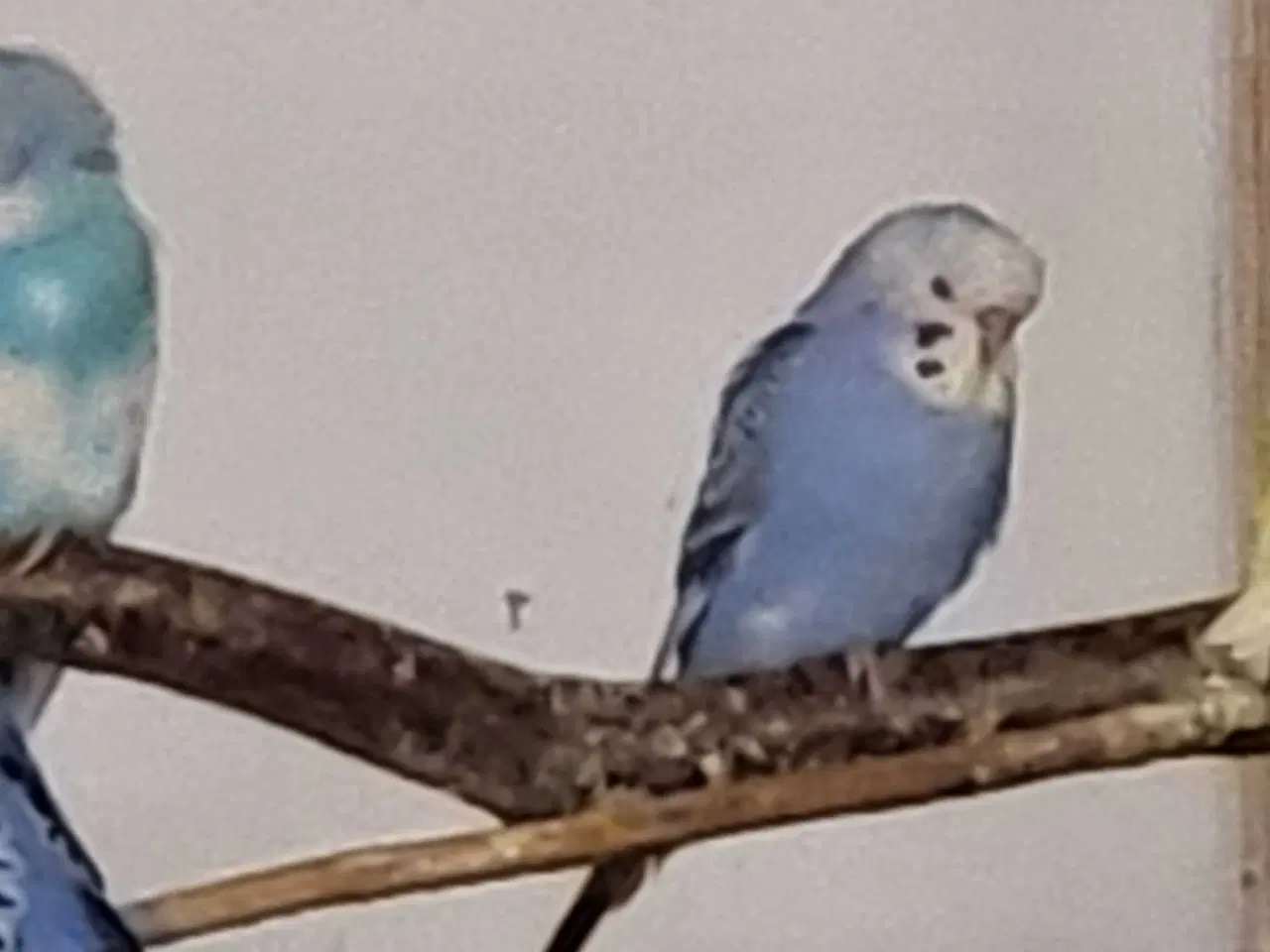 Billede 3 - Undulater 