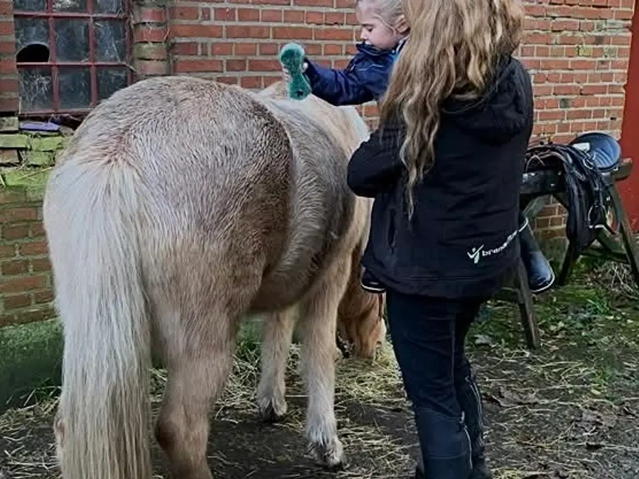 Billede 10 - Tøltende Skovturs- / Konehest
