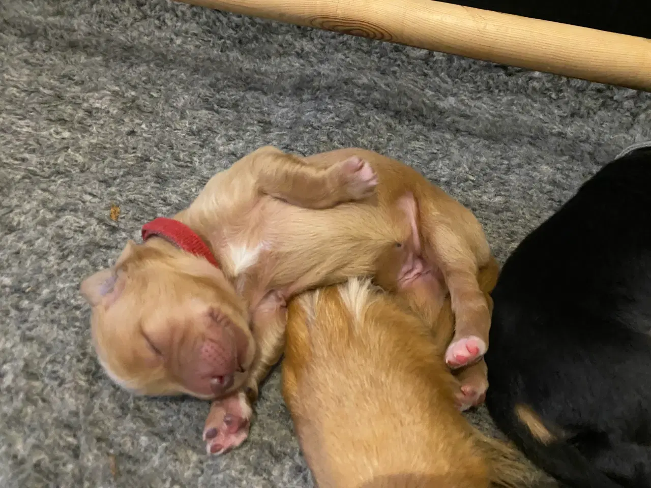 Billede 5 - Hovawart hvalpe til sommer