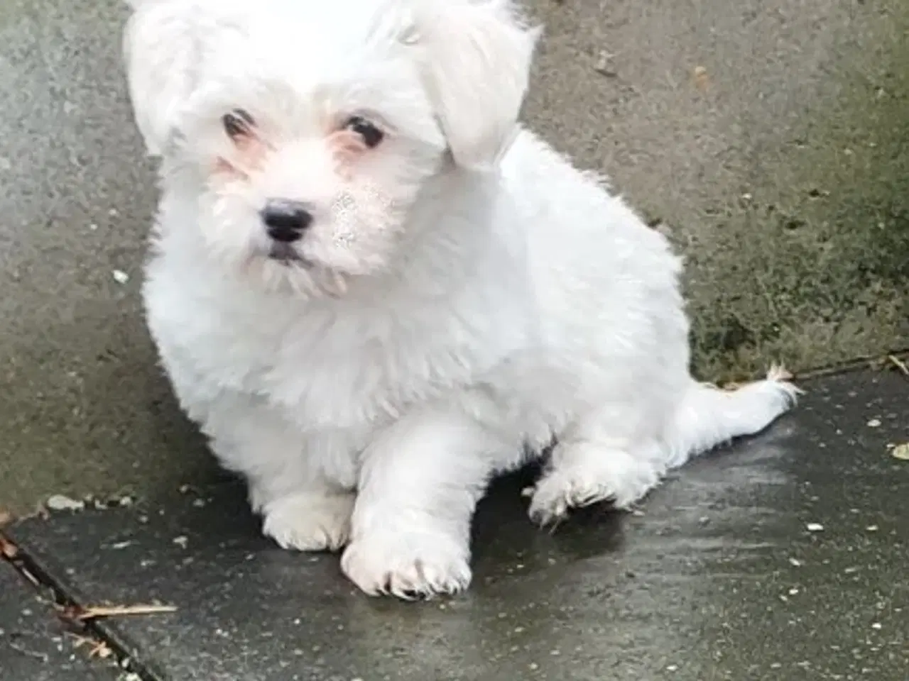 Billede 3 - Coton de tulear