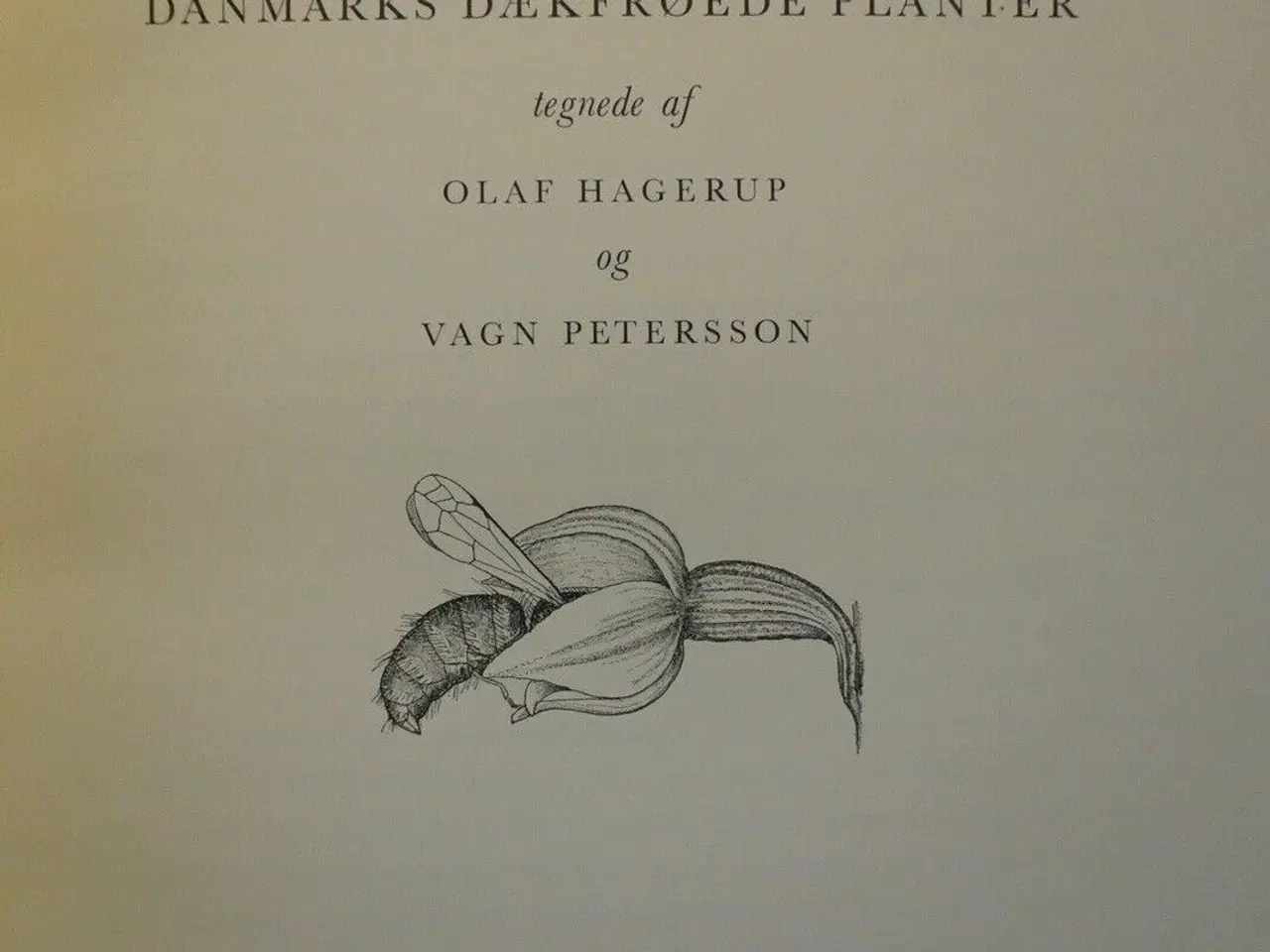 Billede 2 - botanisk atlas danmarks dækfrøede planter, tegnede