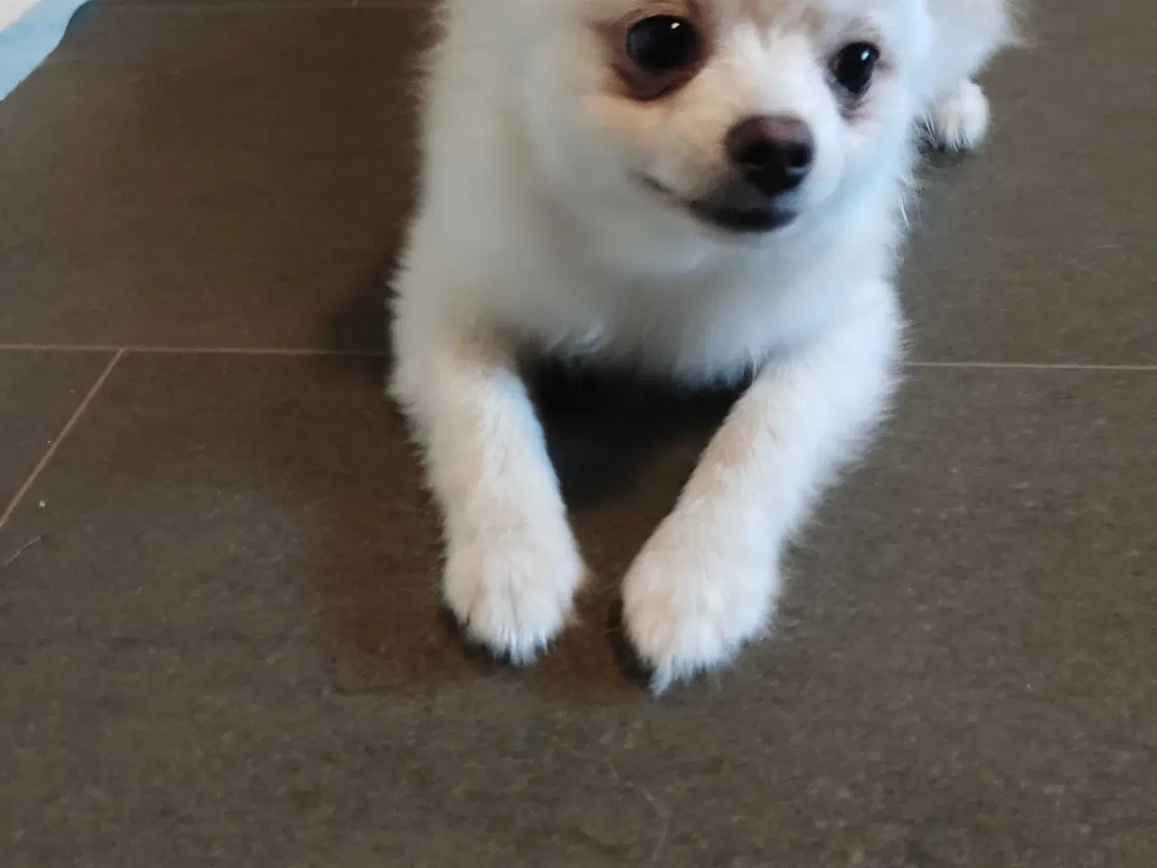 Billede 4 - Mini Pomeranian 