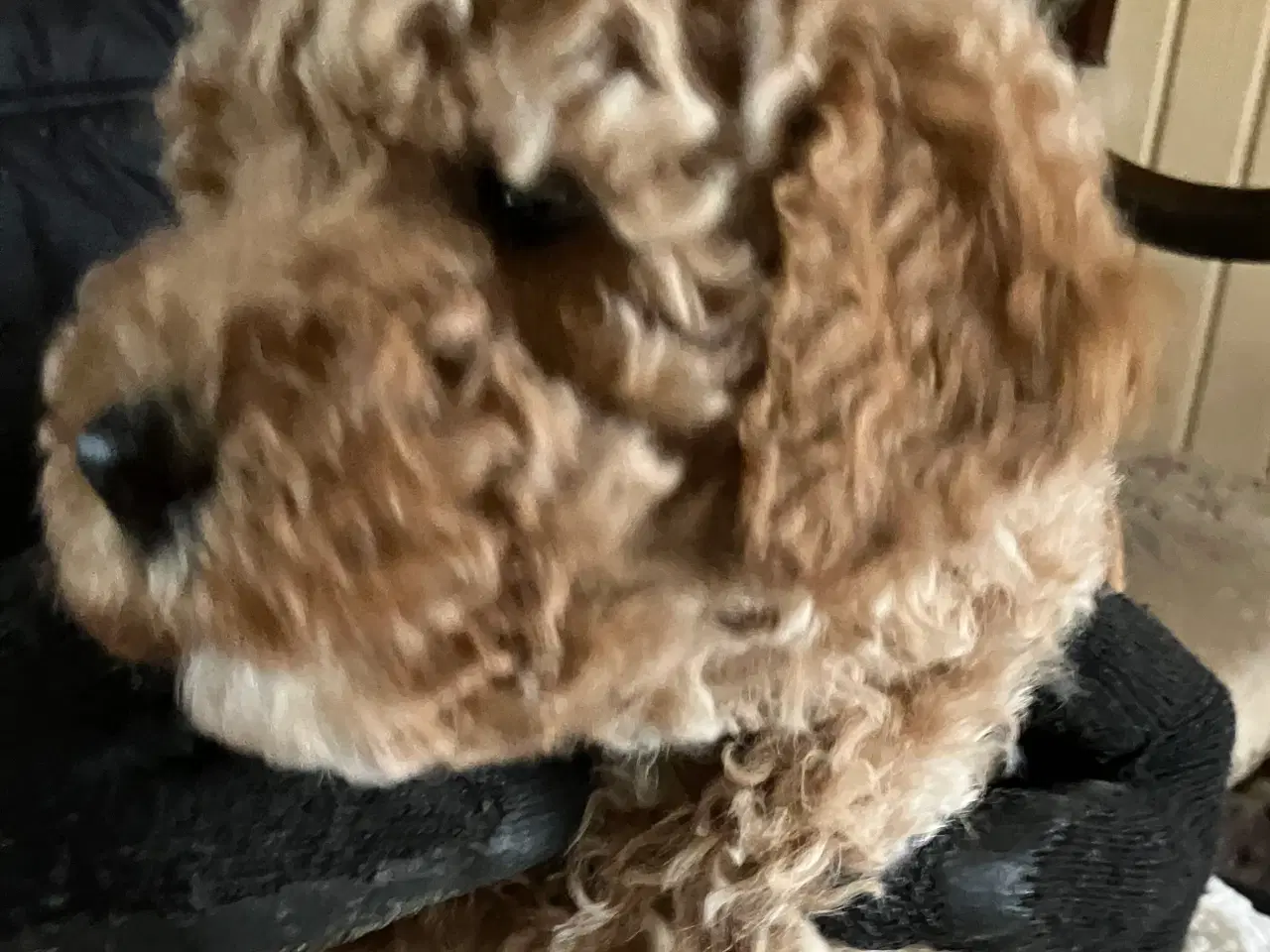 Billede 3 - Mellem labradoodle hvalpe Multigen