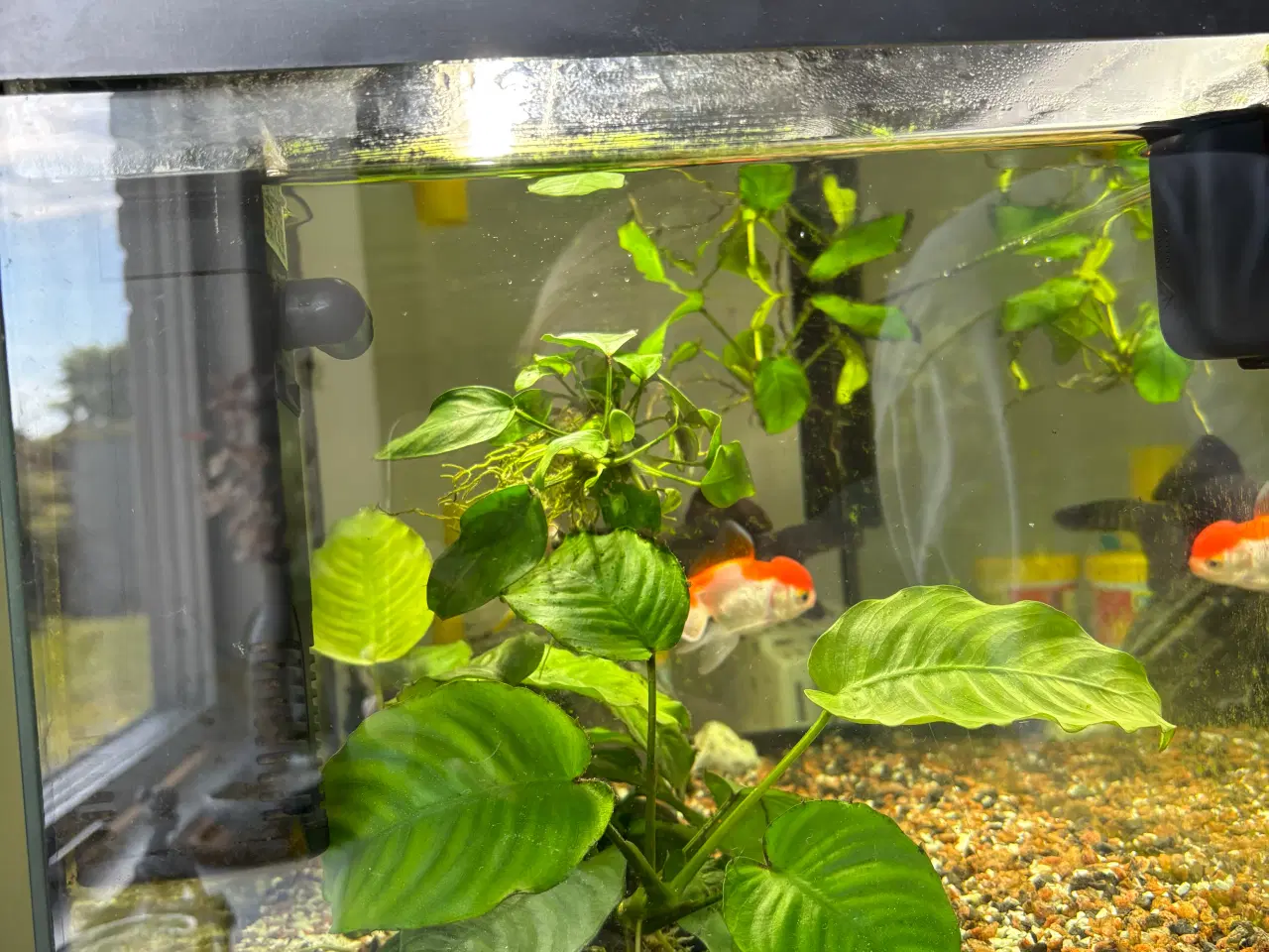 Billede 3 - Akvarie
