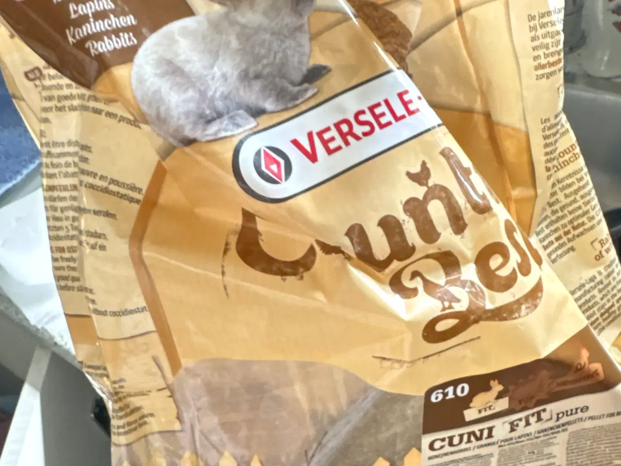 Billede 6 - Mini lop han kanin 