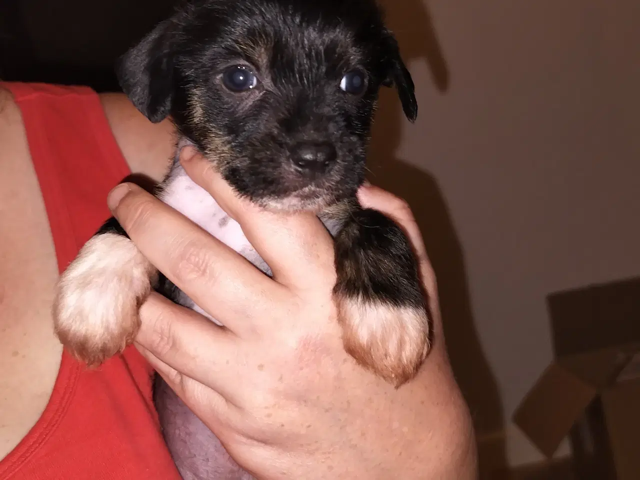 Billede 1 - Chinese crested/powder puff drenge med DKK stambog