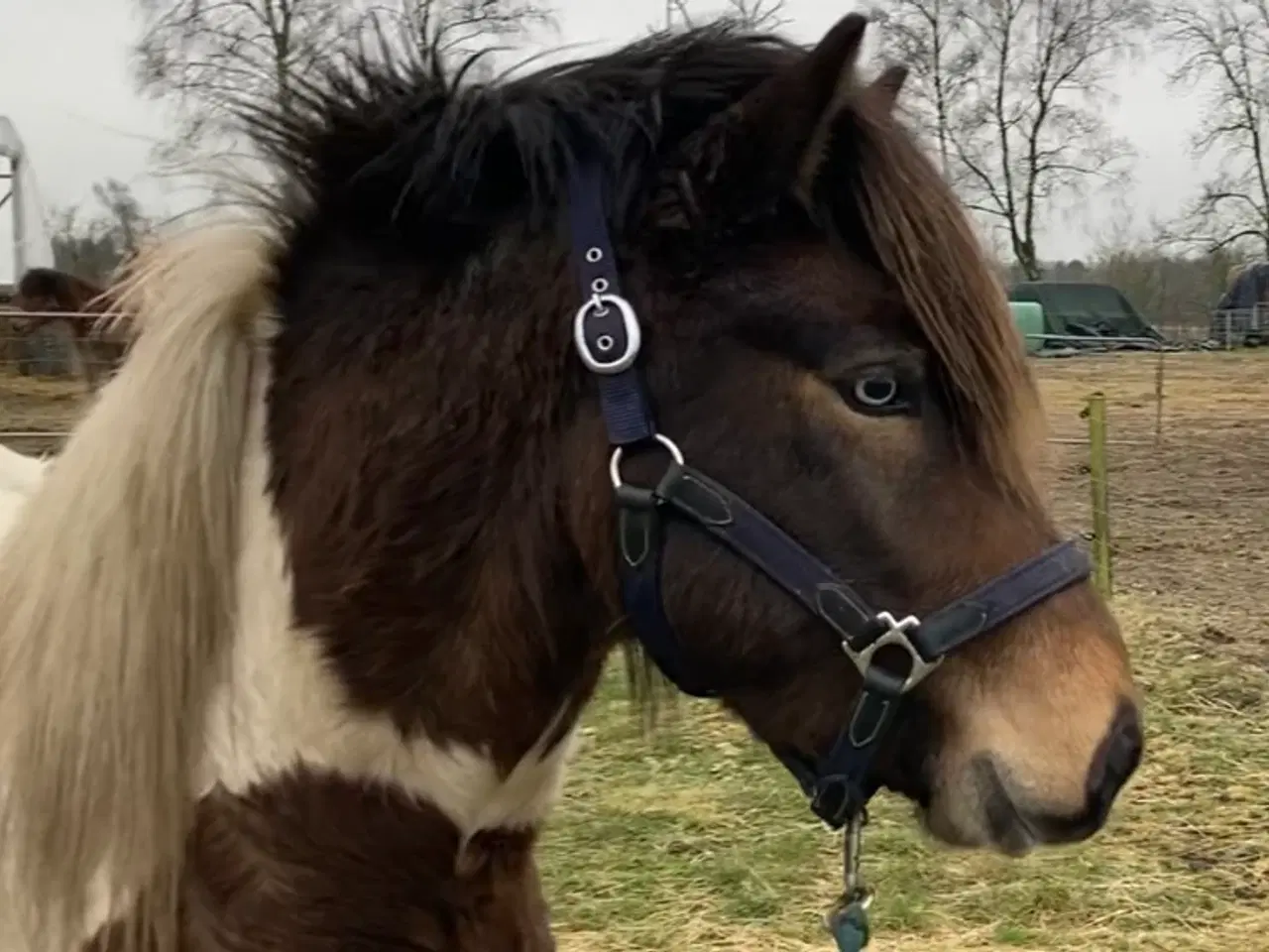 Billede 7 - Islænder hingst/vallak 3 år til sommer