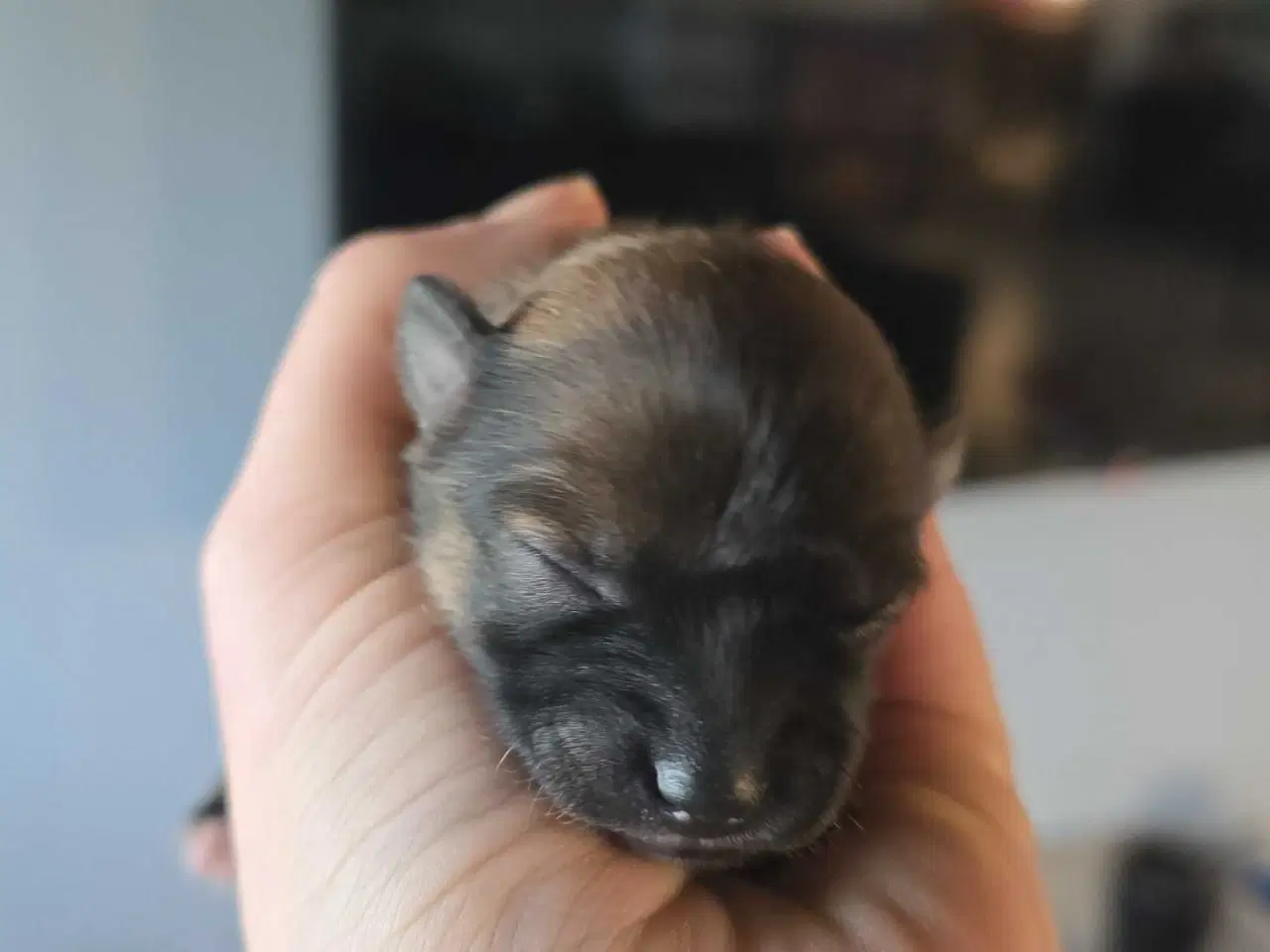 Billede 9 - 3 skønne piger