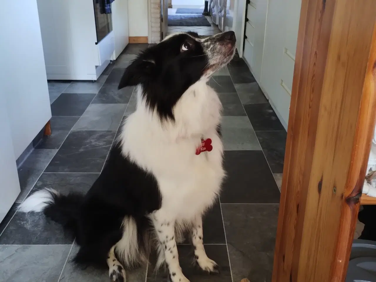 Billede 2 - Border Collie, dejlig familie hund