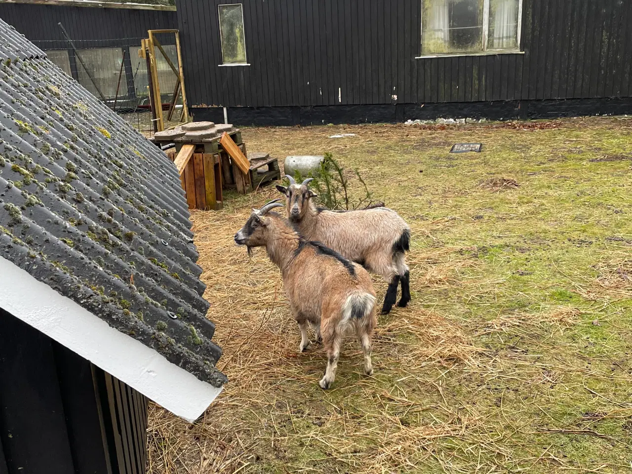 Billede 1 - Dværg geder