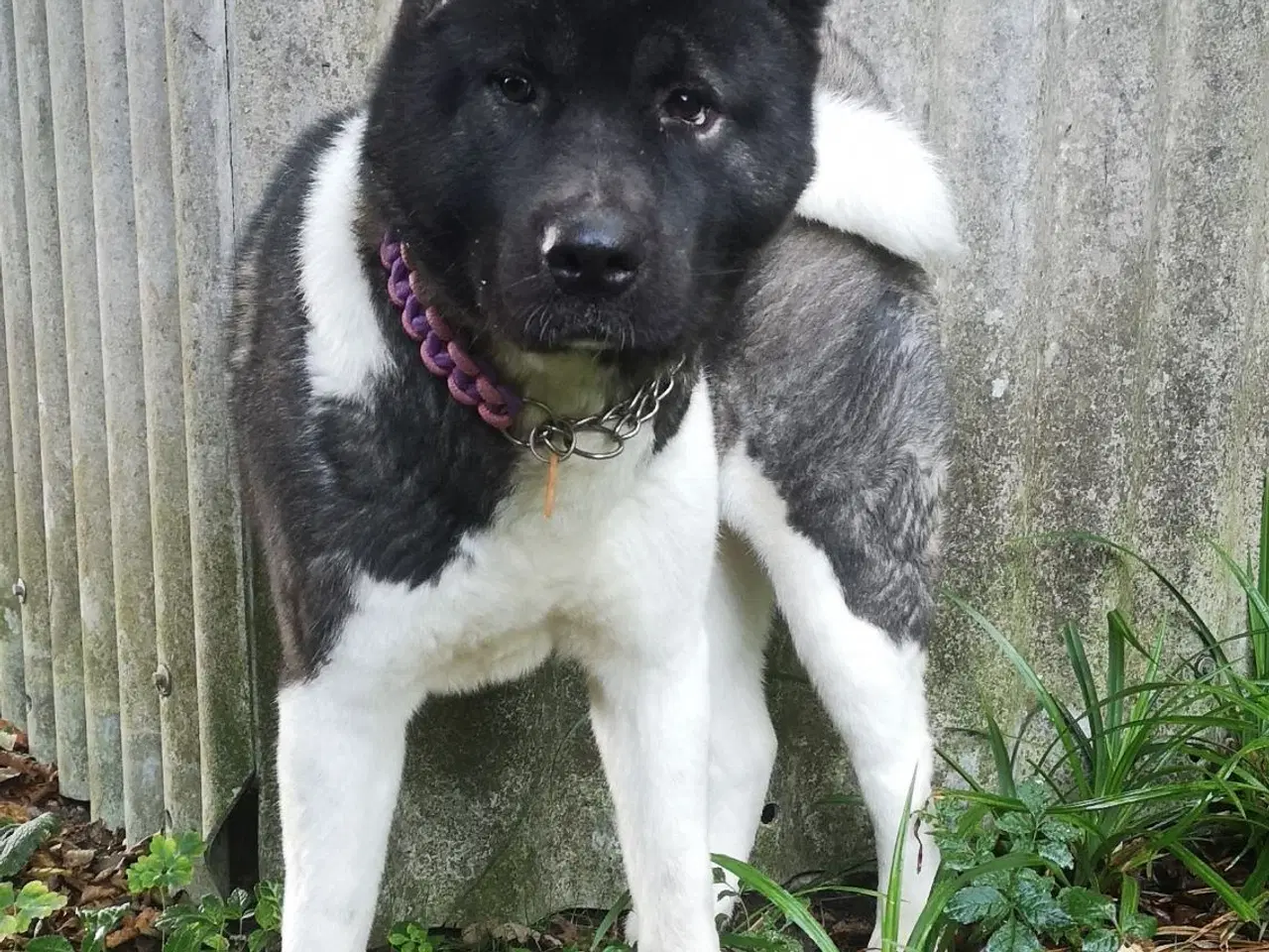 Billede 4 - American Akita 