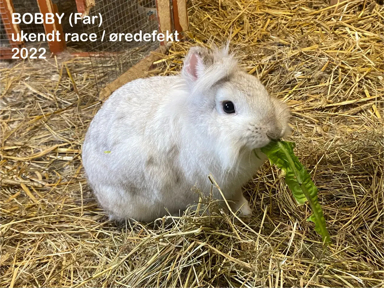 Billede 5 - Kærlige kaniner klar til nyt hjem 🐇❤️