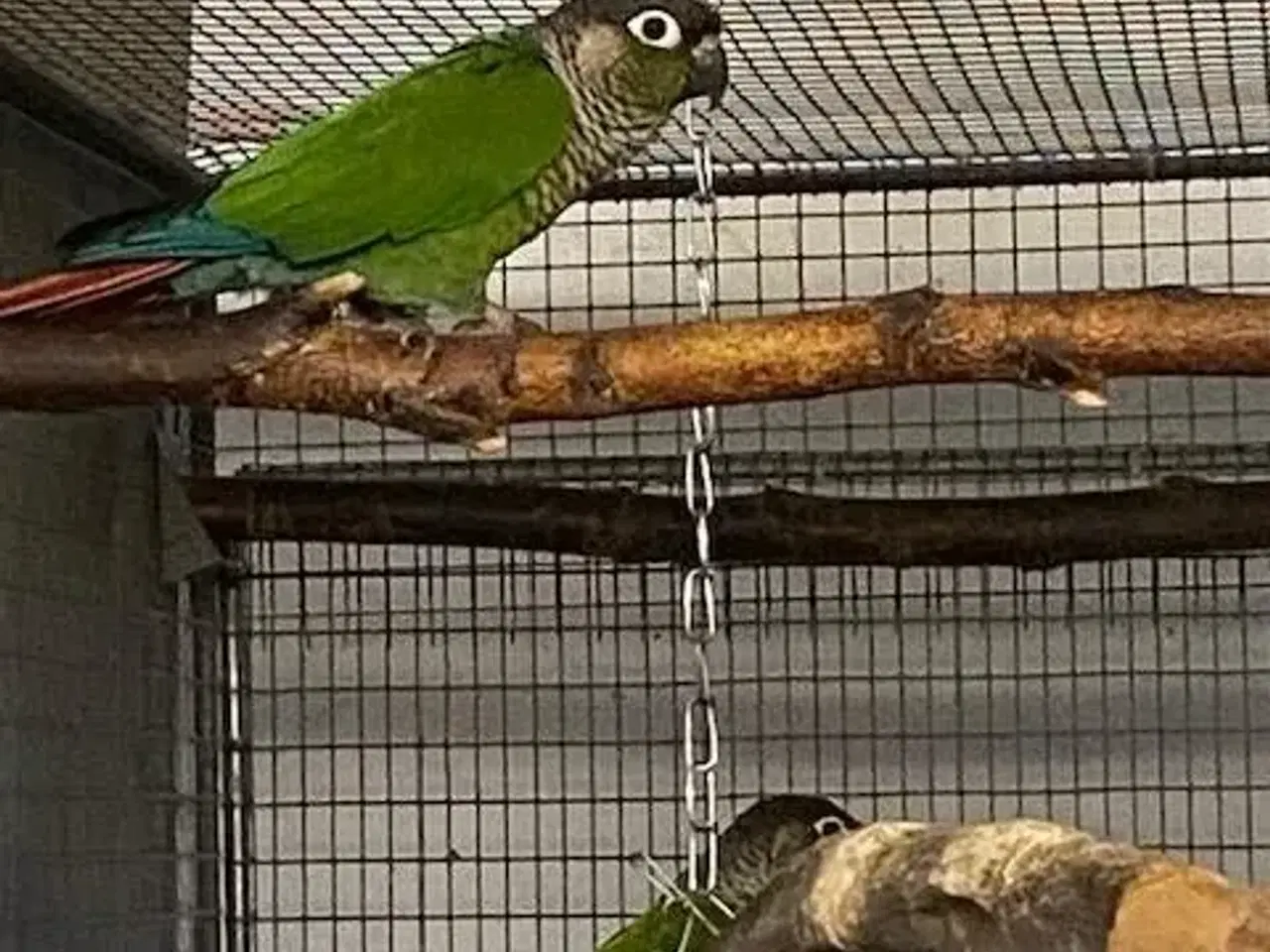 Billede 1 - 1,1 grønkindet conure