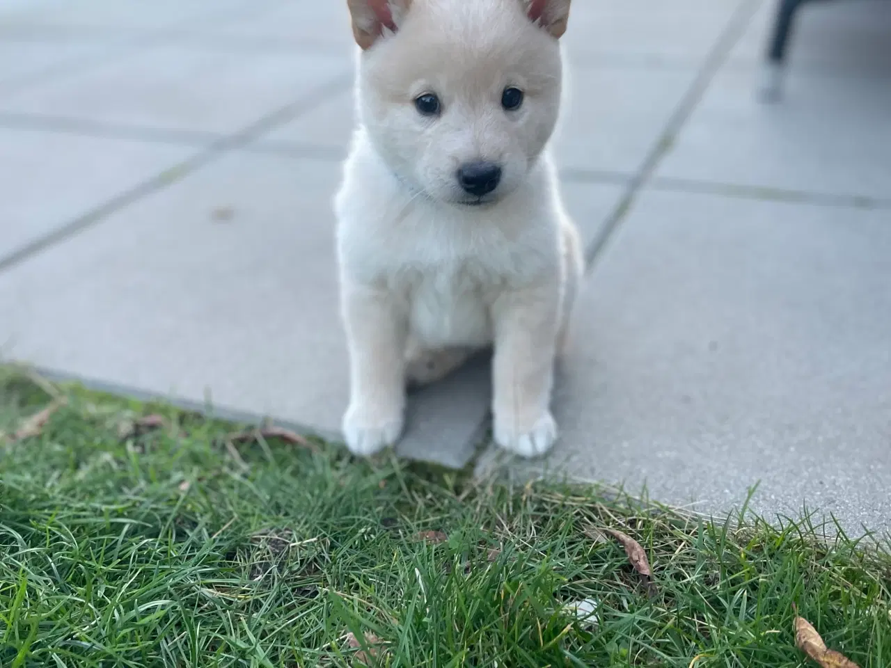 Billede 5 - Hundehvalpe Shiba Inu/Islandsk fårehund