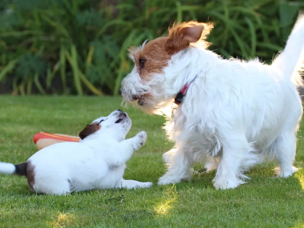 Billede 2 - Ægte Jack Russell terrier hvalpe sælges