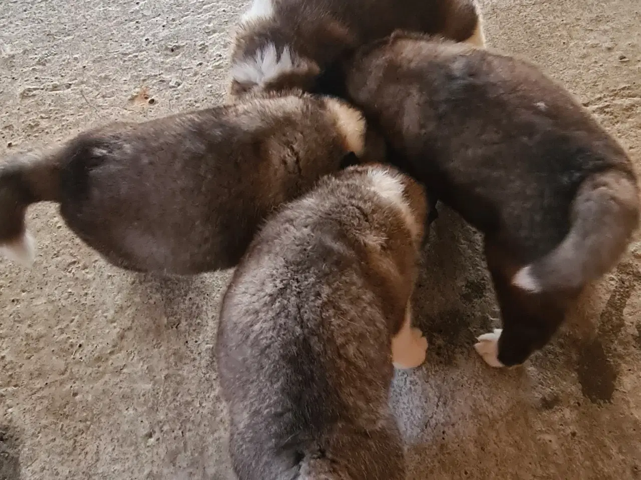 Billede 4 - Hundehvalpe Akita American 