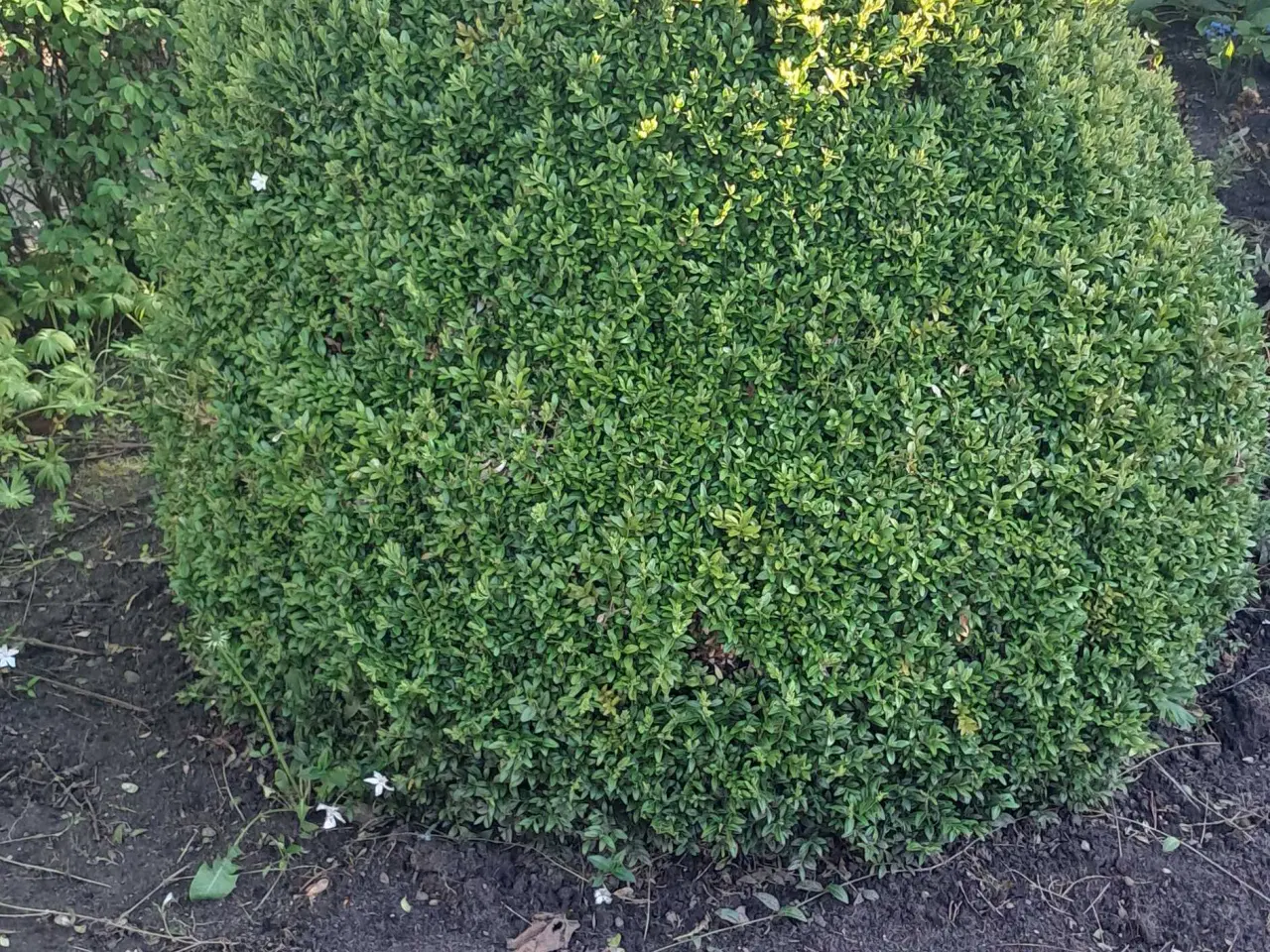 Billede 9 - Flotte haveplanter og havesten bortgives 