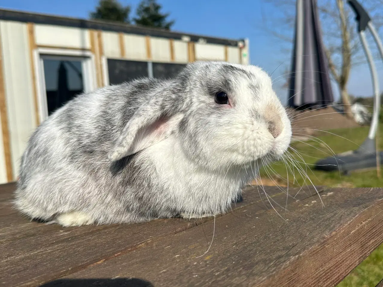 Billede 3 - En sød kaninunge sælges