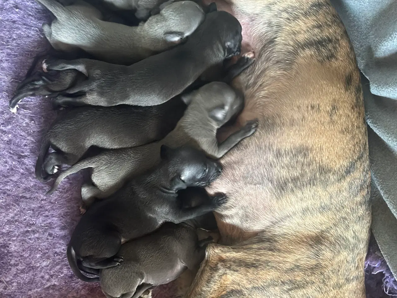 Billede 1 - Italienere mynde / whippet 