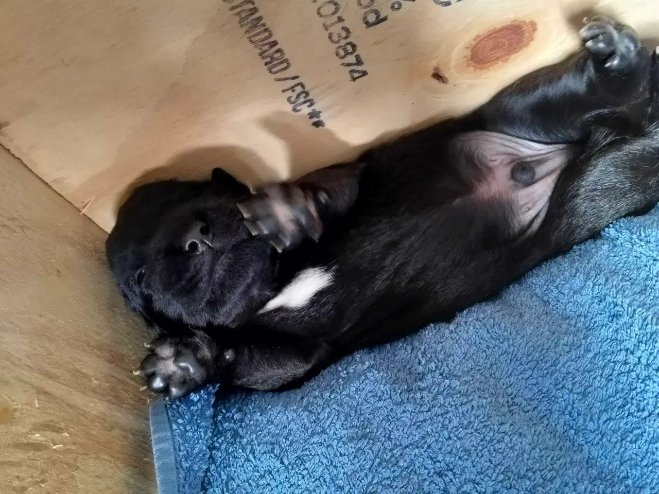Billede 5 - Hvalpe fra den mest rolige familie hund