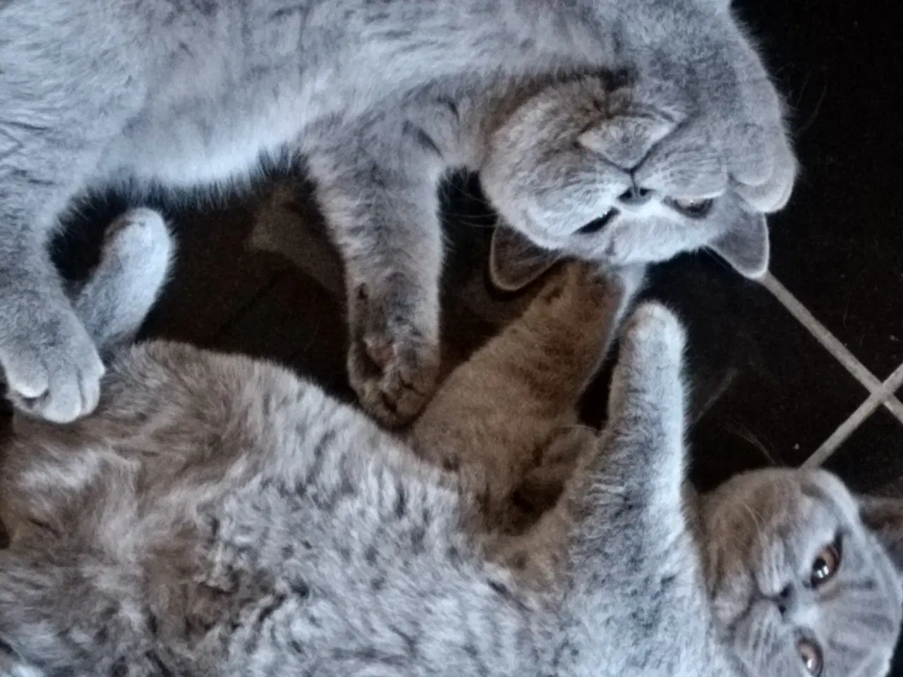 Billede 6 - British Shorthair Killinger 