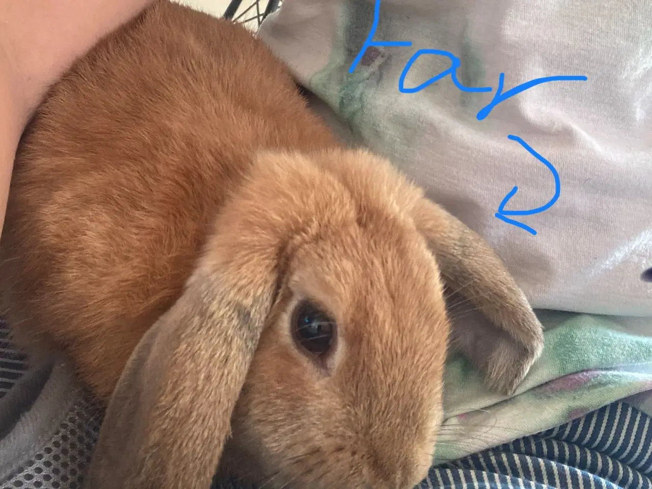 Billede 6 - Kaninunger søger nyt hjem