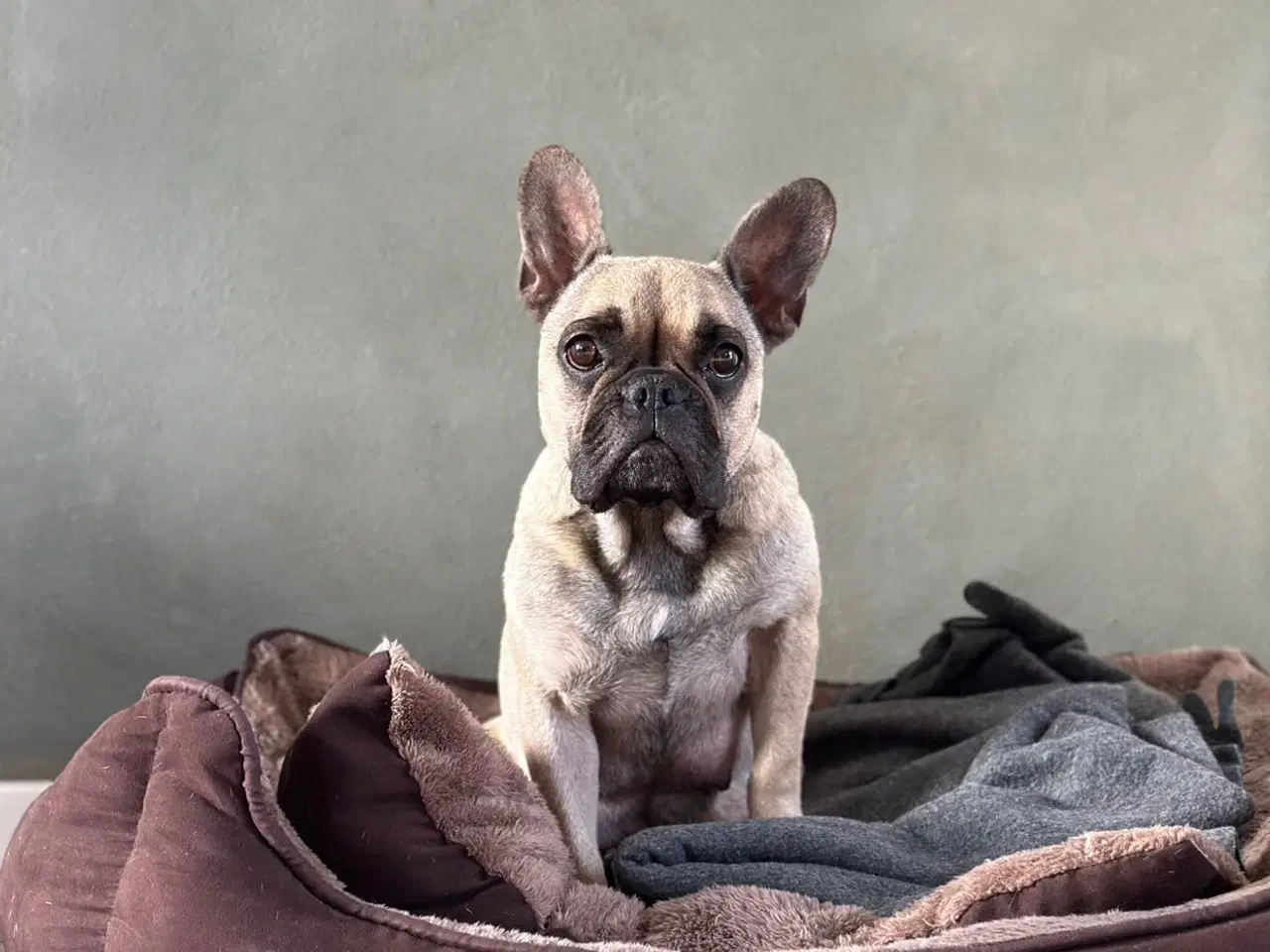 Billede 8 - De kærligste hvalpe søger nye familier