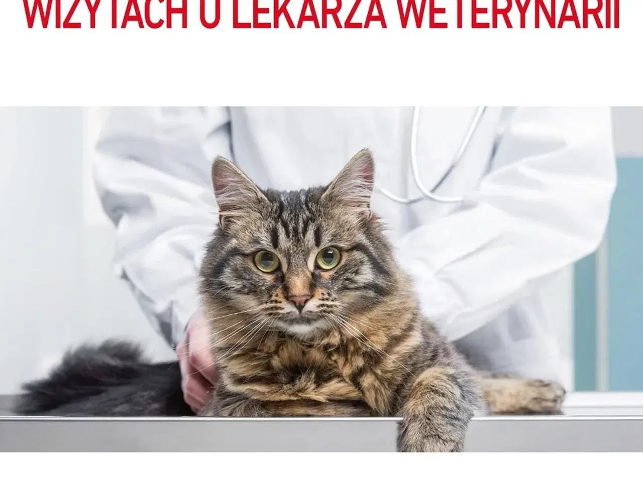 Billede 9 - Kattemad tørfoder Royal Canin Hairball Care 10 kg – voksen kat