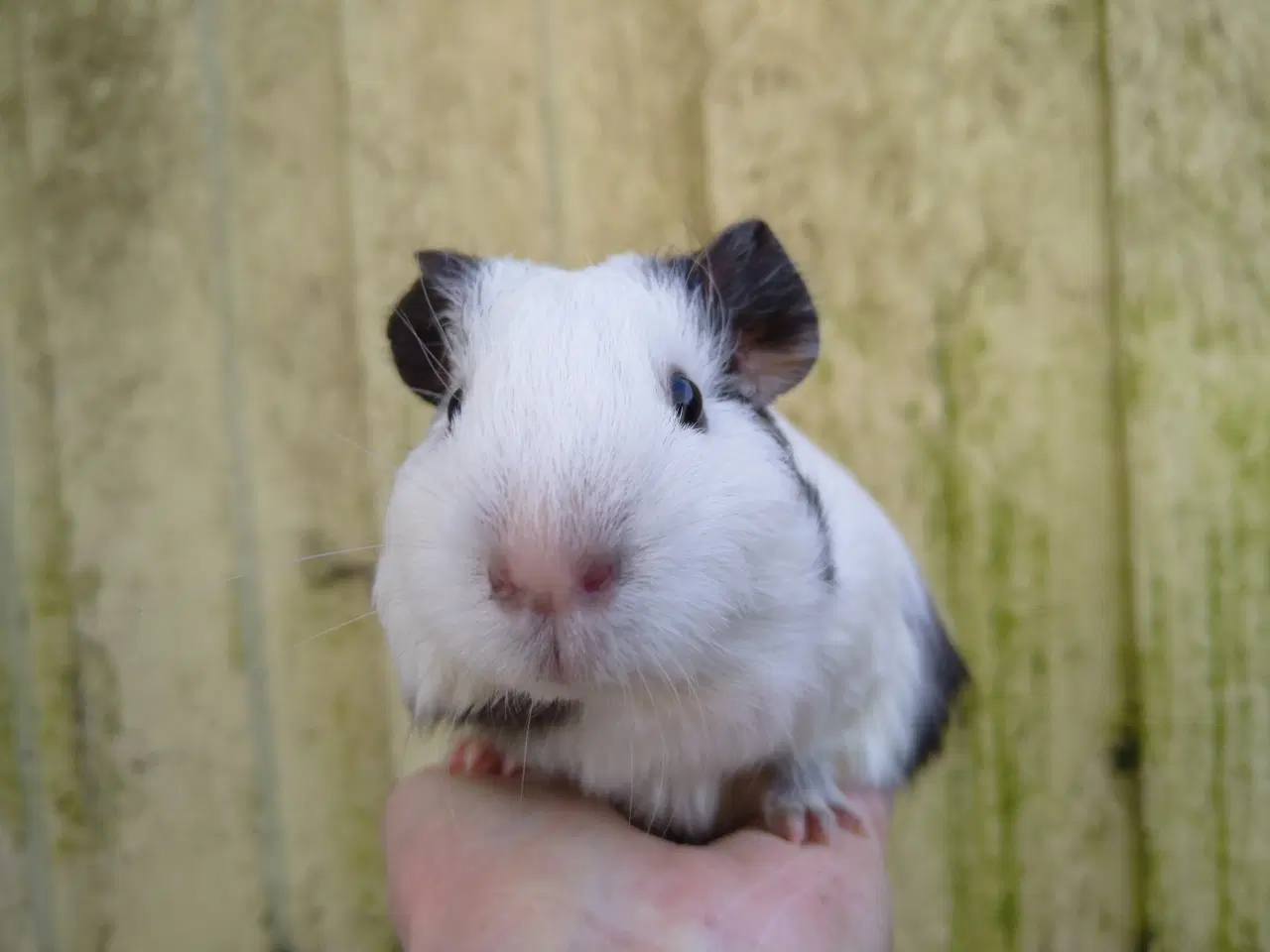 Billede 1 - 2 unger, halvbrødre