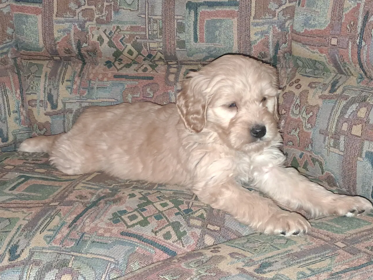 Billede 1 - De sødeste skønneste blandingshvalpe